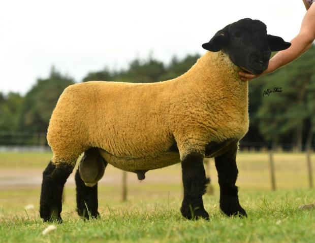 The Scottish Farmer: Top price from Jim Innes' Strathbogie flock was 40,000gns paid for this entry